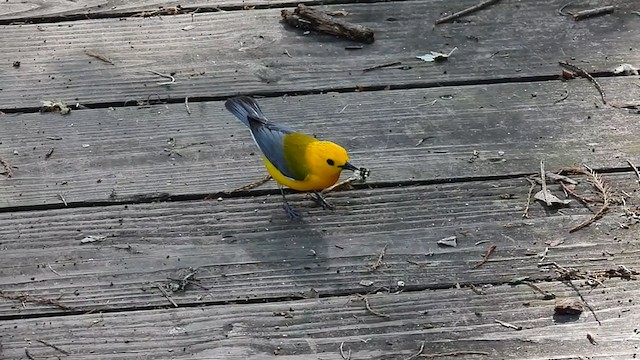 Prothonotary Warbler - ML339525241