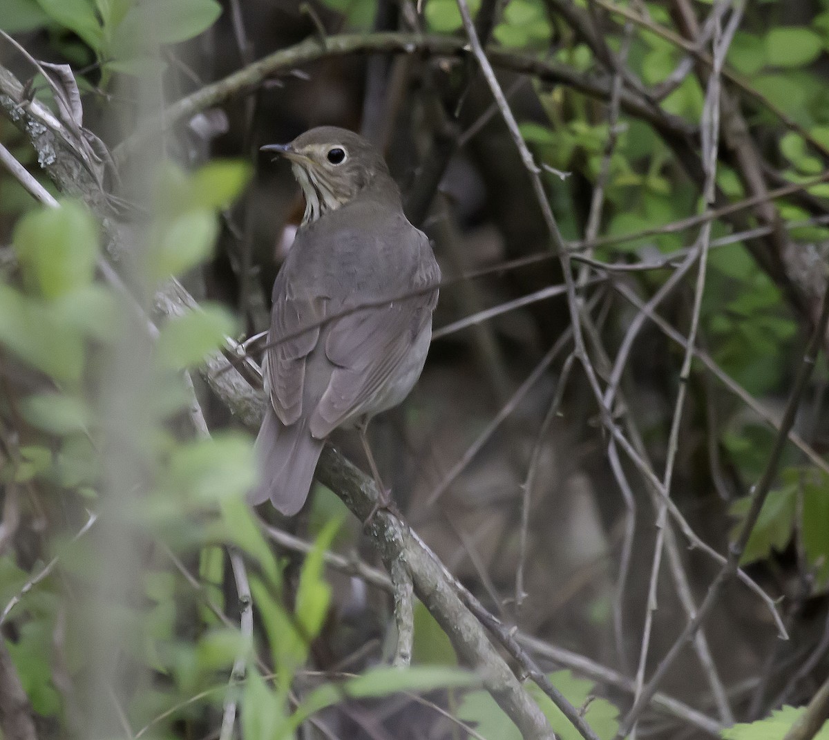 Swainson's Thrush - Bonnie Graham