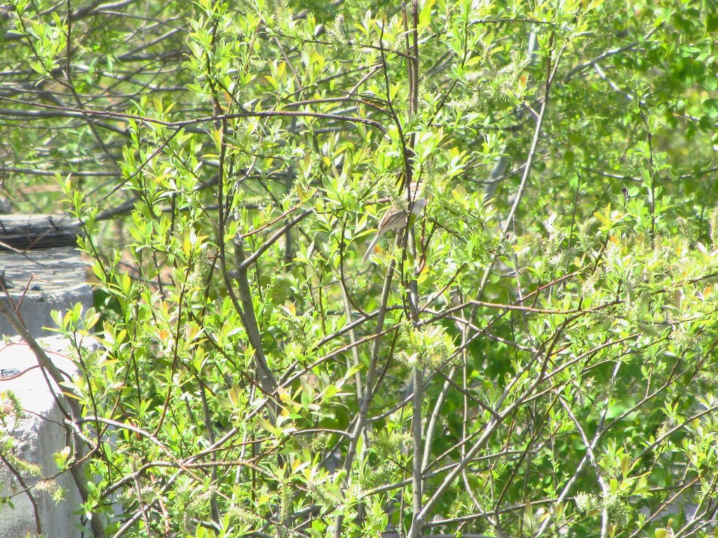 Clay-colored Sparrow - Barbara Taylor