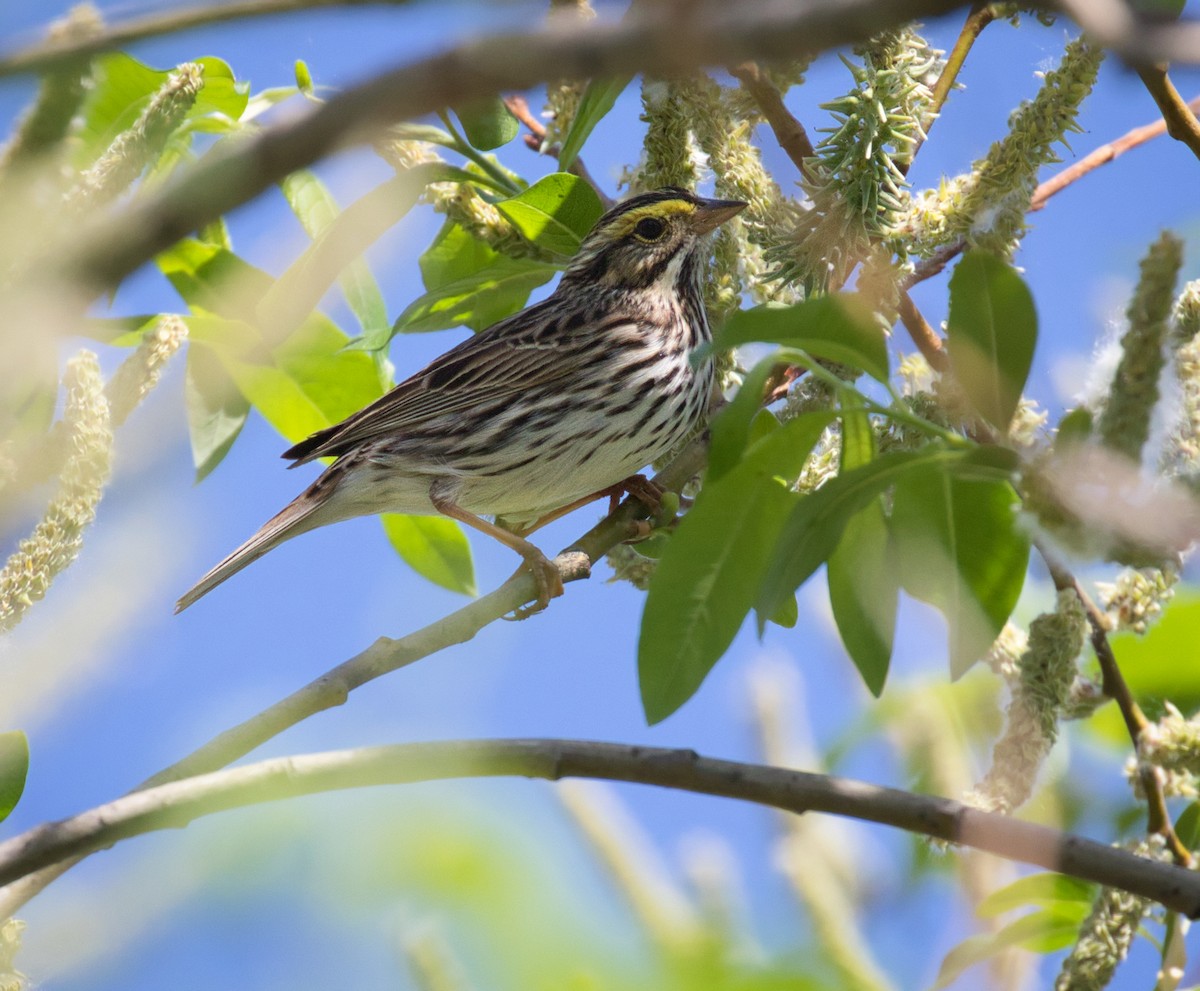 Savannah Sparrow - ML339525981