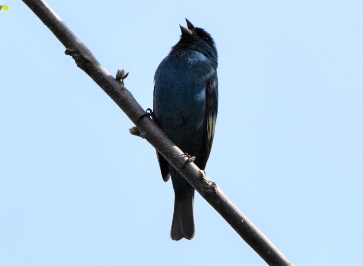 Indigo Bunting - ML339526131