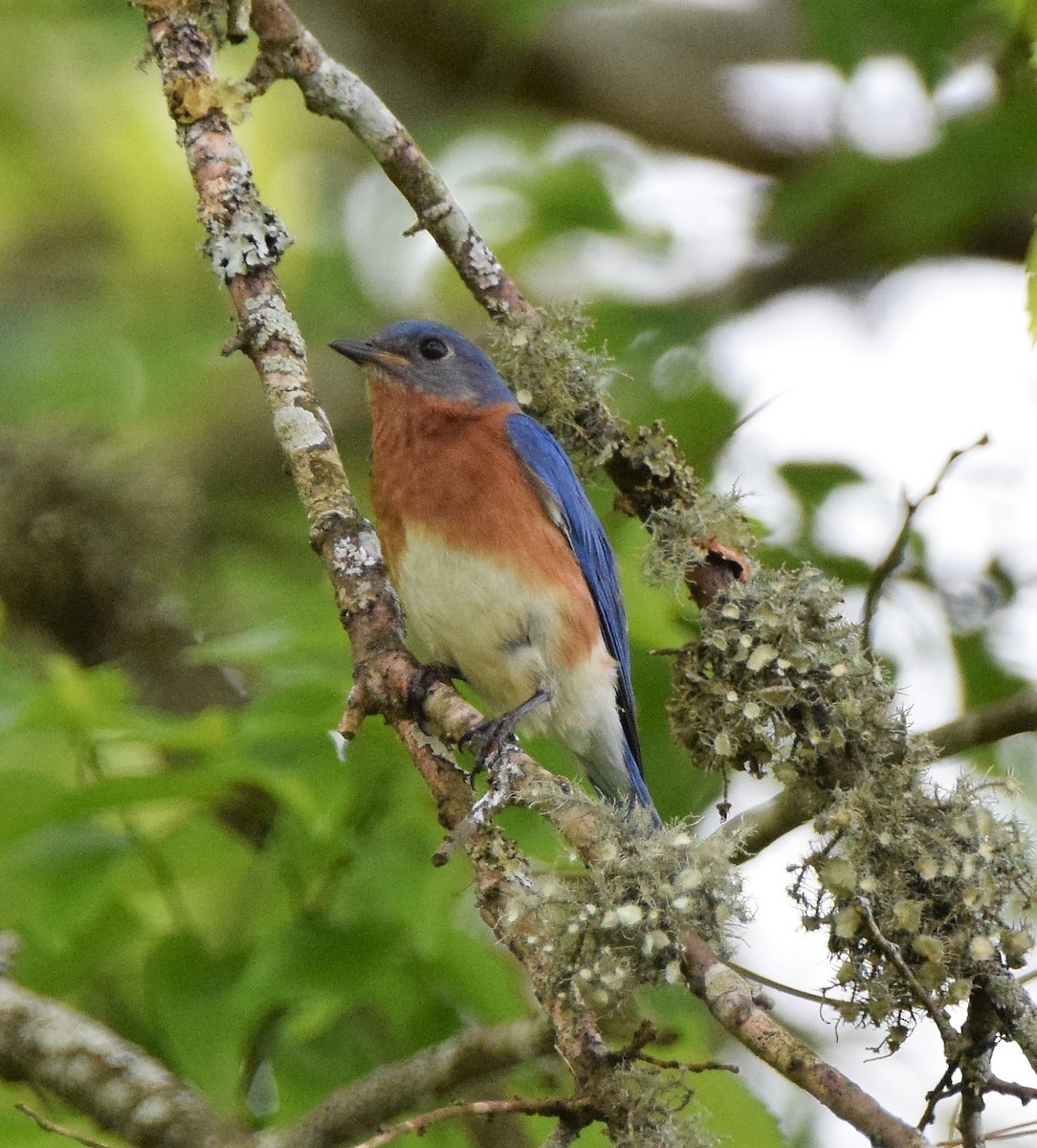 Eastern Bluebird - ML339526461