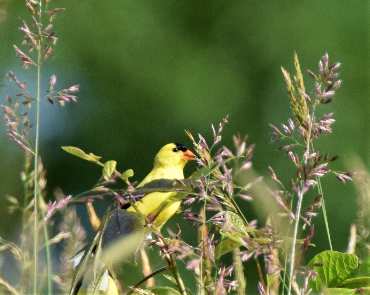 American Goldfinch - ML339527241