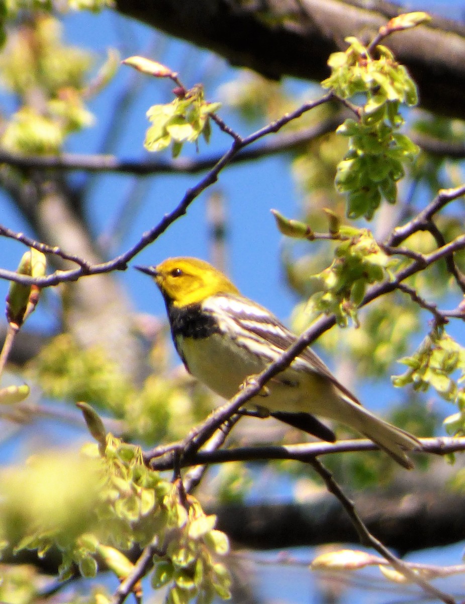 Black-throated Green Warbler - Patrice Blouin