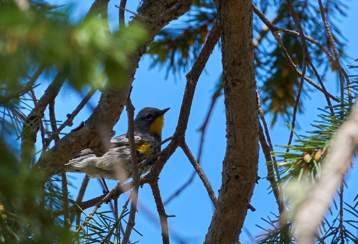 Yellow-rumped Warbler - ML339528031