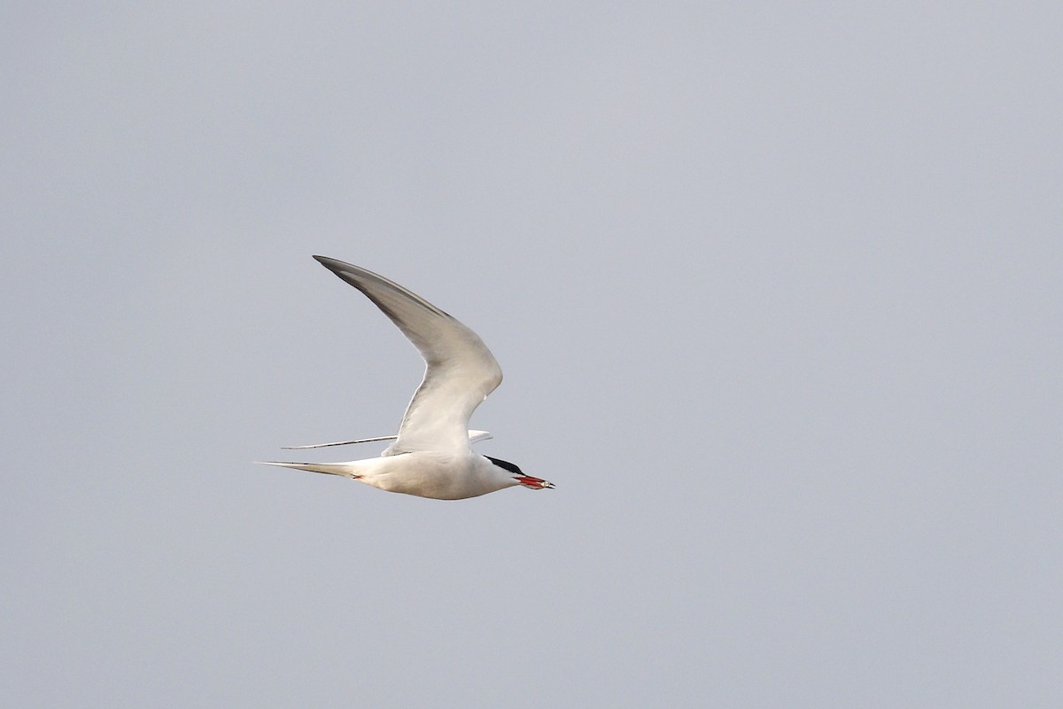 Common Tern - Ted Keyel