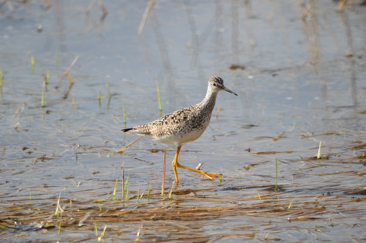 Lesser Yellowlegs - ML339529471