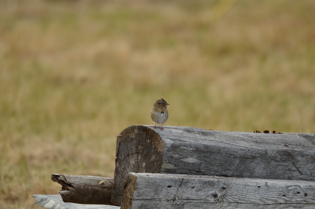 Lincoln's Sparrow - ML339530091