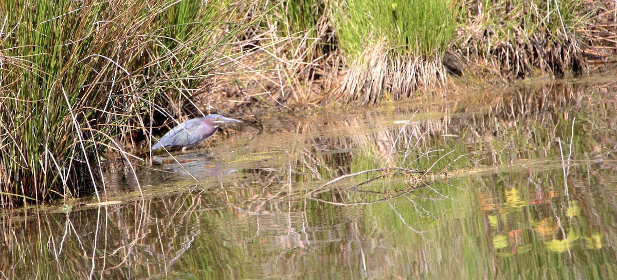 Green Heron - ML339532561