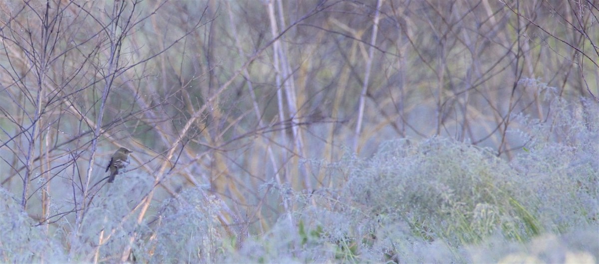 Least Flycatcher - Vickie Baily