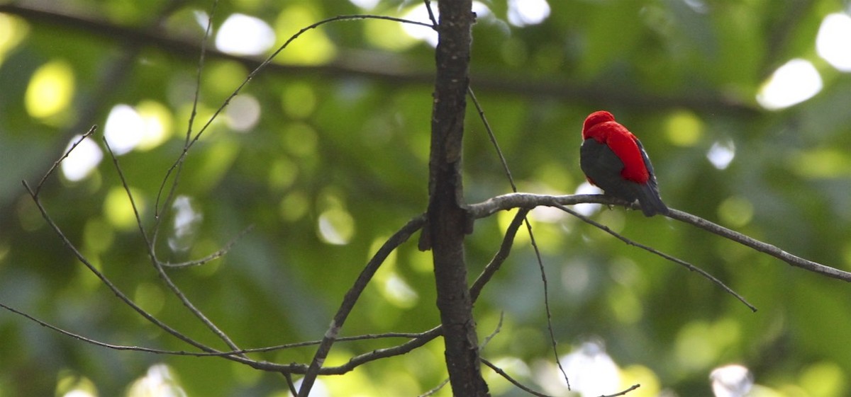 Scarlet Tanager - ML339533611