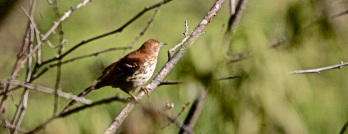 Brown Thrasher - ML339533921