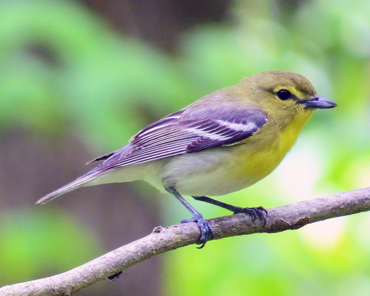 Vireo Gorjiamarillo - ML339535201