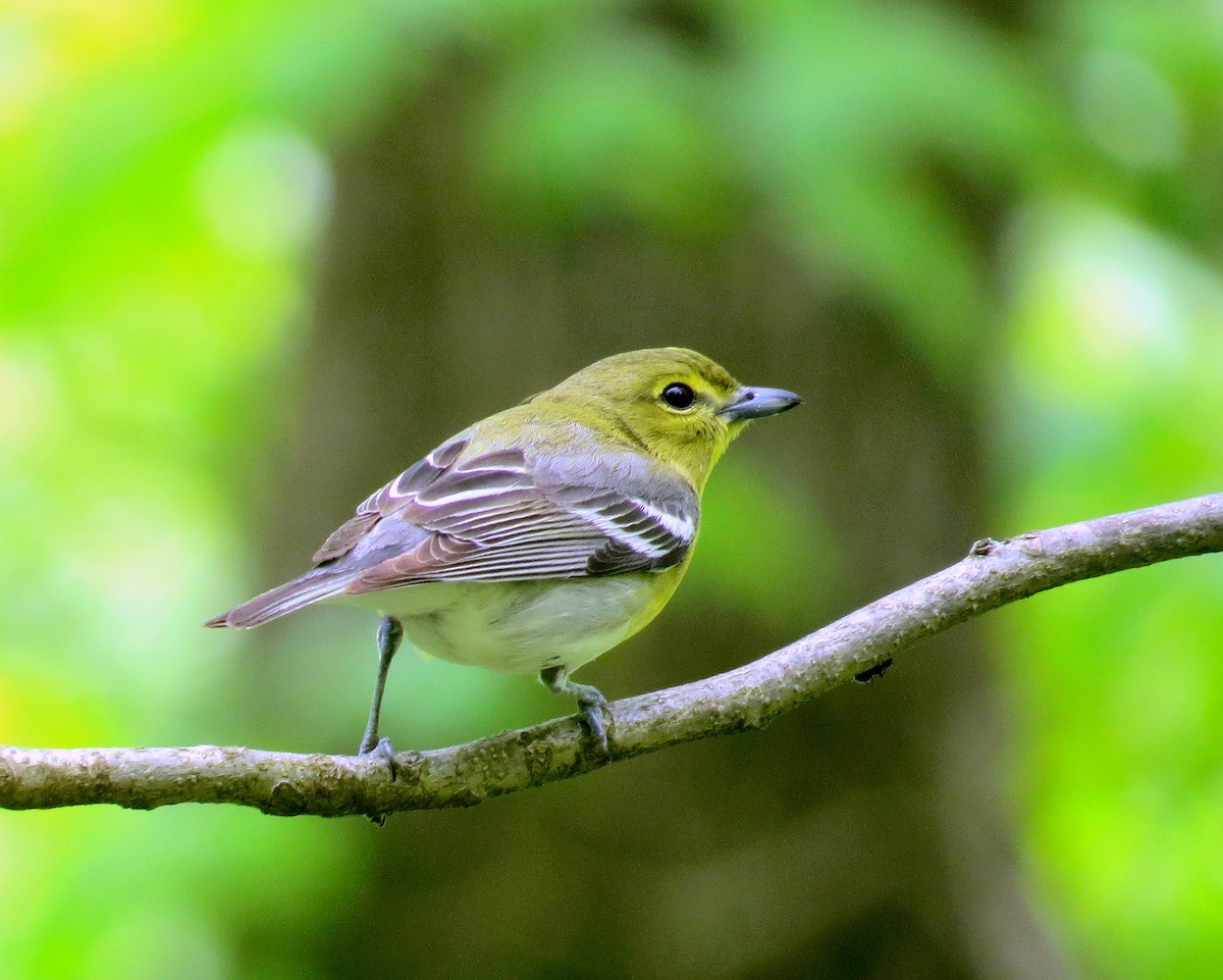 Vireo Gorjiamarillo - ML339535671