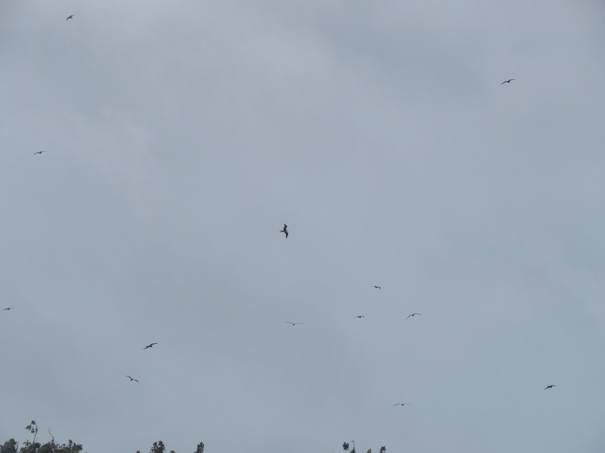 Magnificent Frigatebird - ML33953591