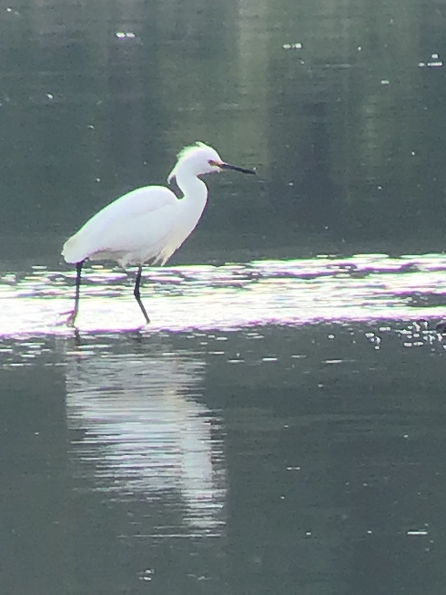 Snowy Egret - ML339539191