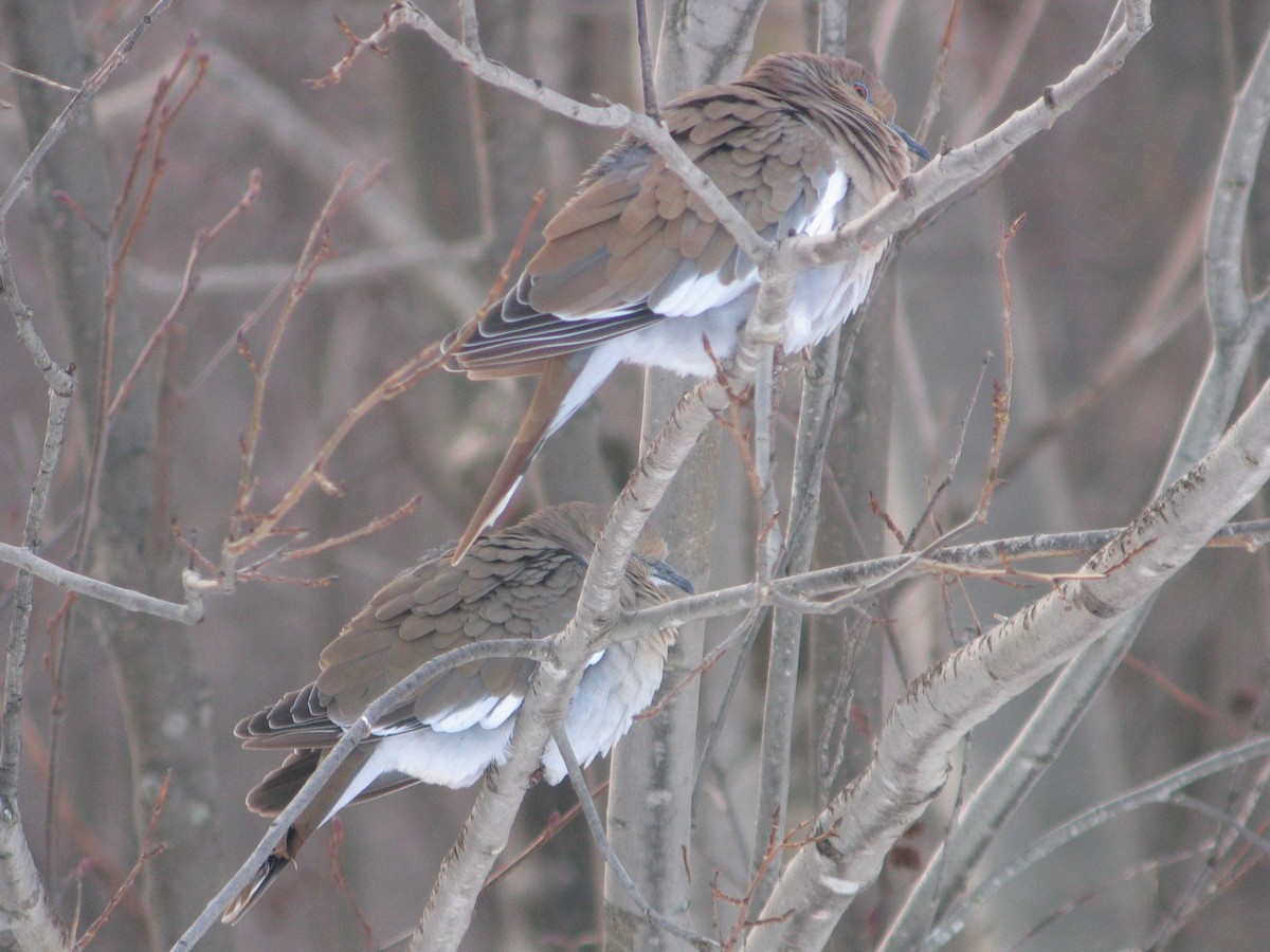 White-winged Dove - ML33954101