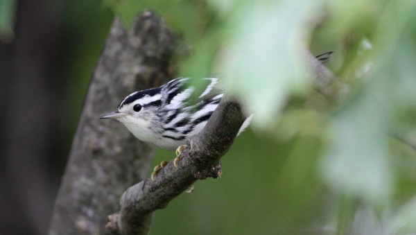 Black-and-white Warbler - ML33954221