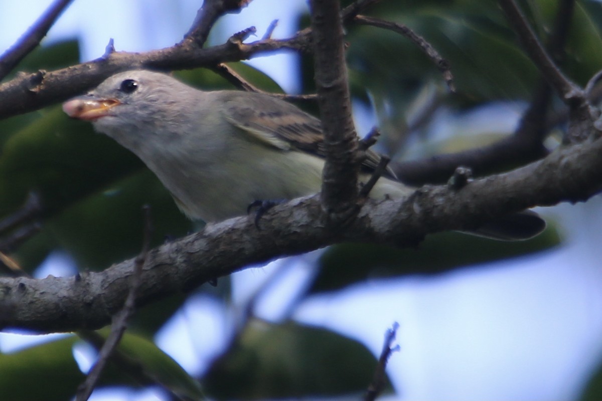 Southern Beardless-Tyrannulet - Clarisse Odebrecht