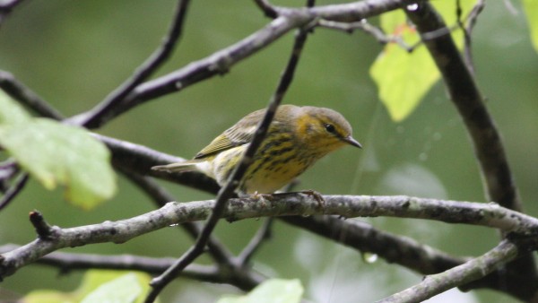 Cape May Warbler - ML33954241