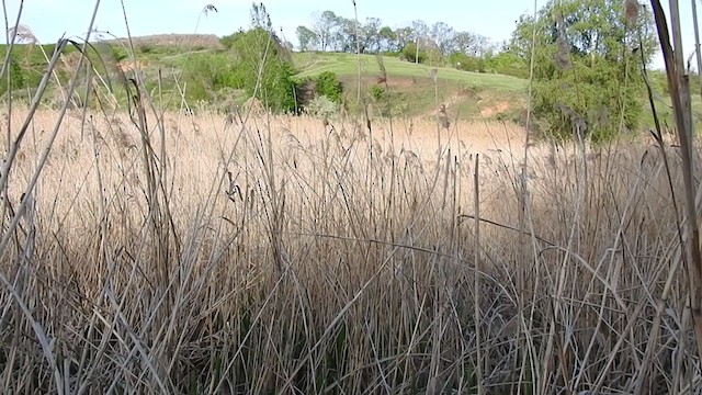 Common Reed Warbler - ML339543721