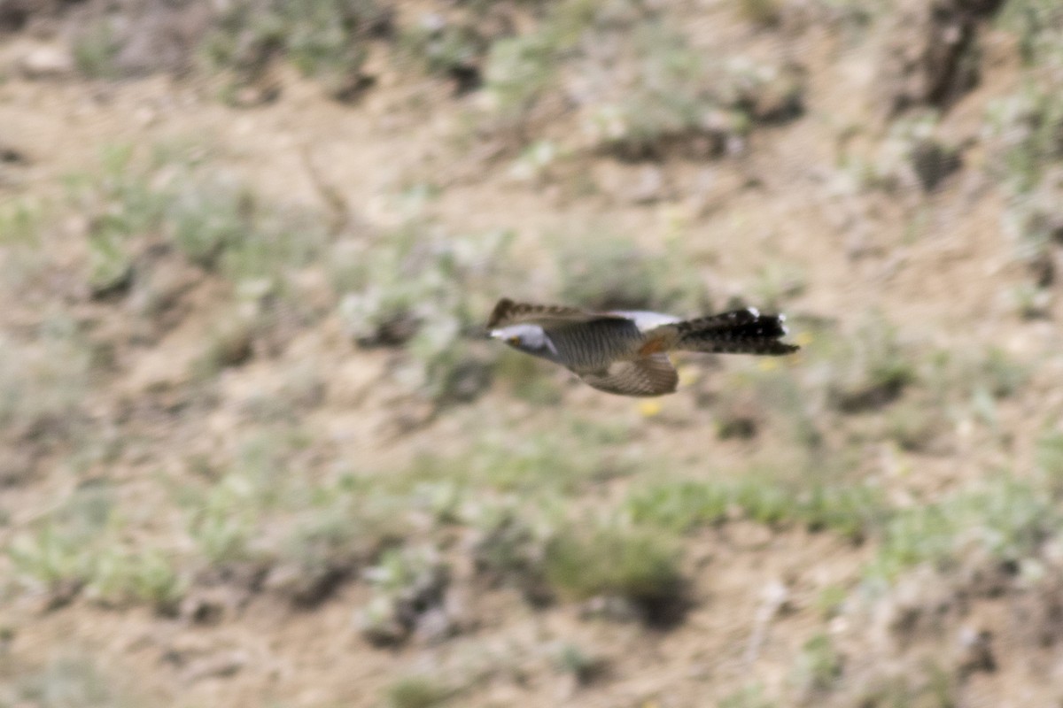 Common Cuckoo - ML339543781