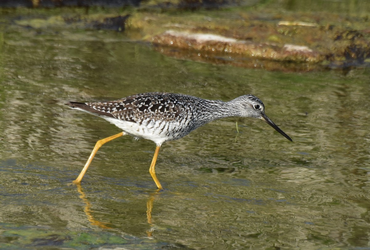 Greater Yellowlegs - ML339548751