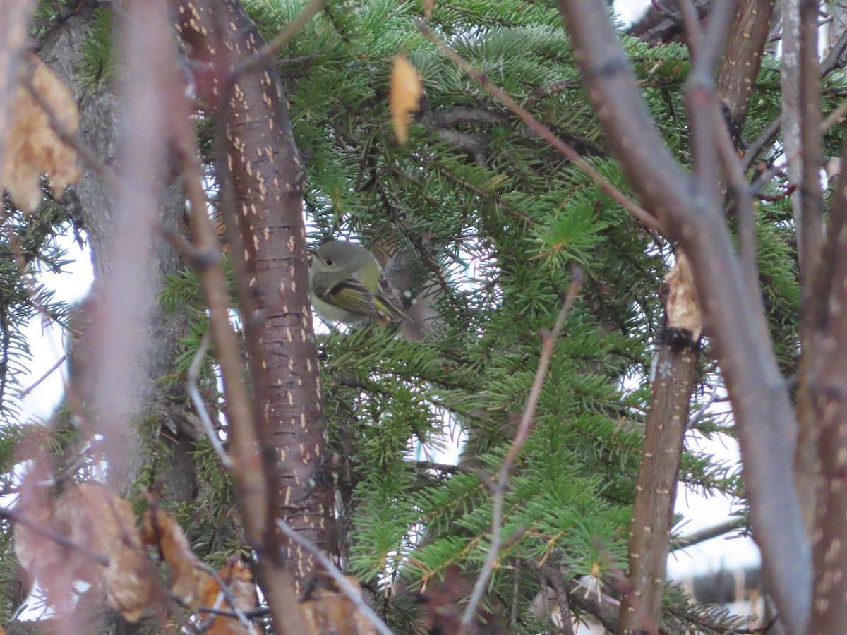 Ruby-crowned Kinglet - ML339548811