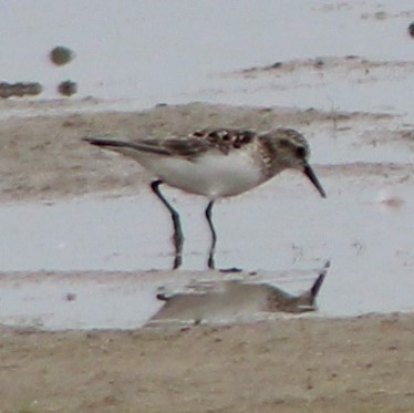 Baird's Sandpiper - G Stacks