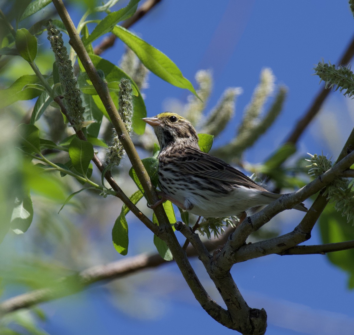 Savannah Sparrow - ML339549891