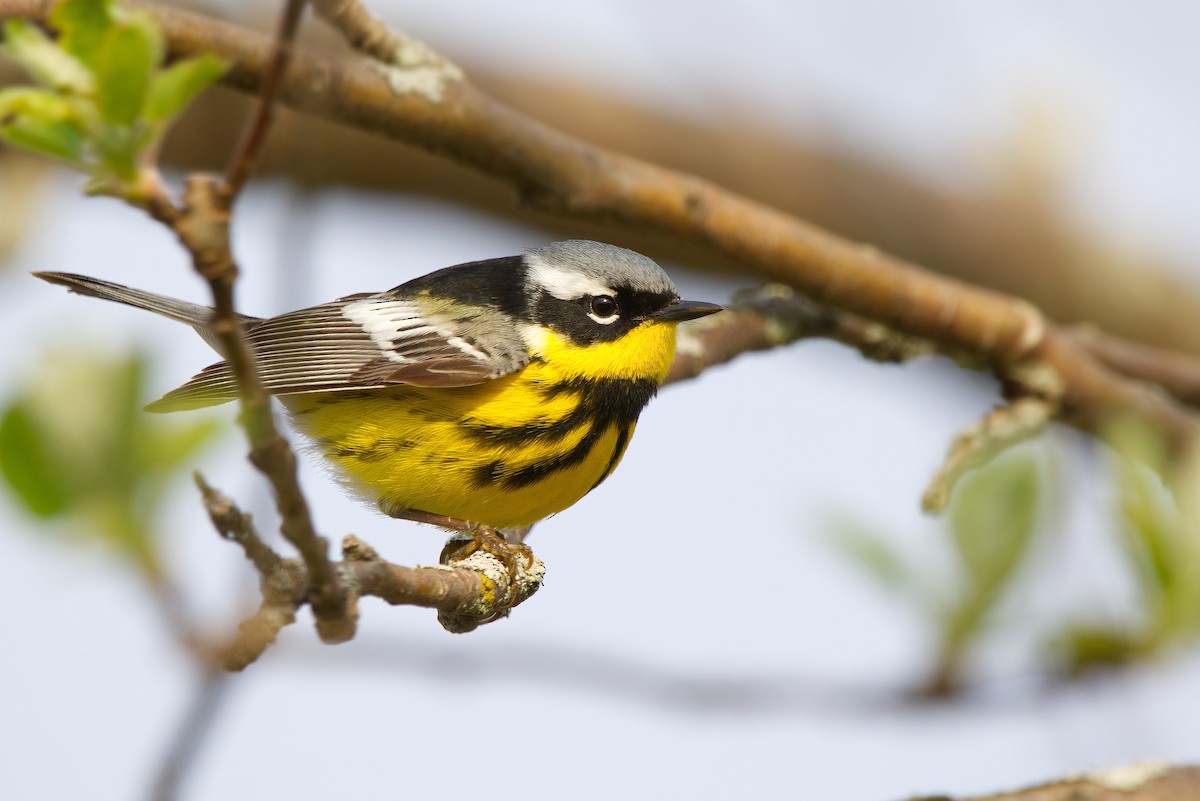 Magnolia Warbler - ML339549951