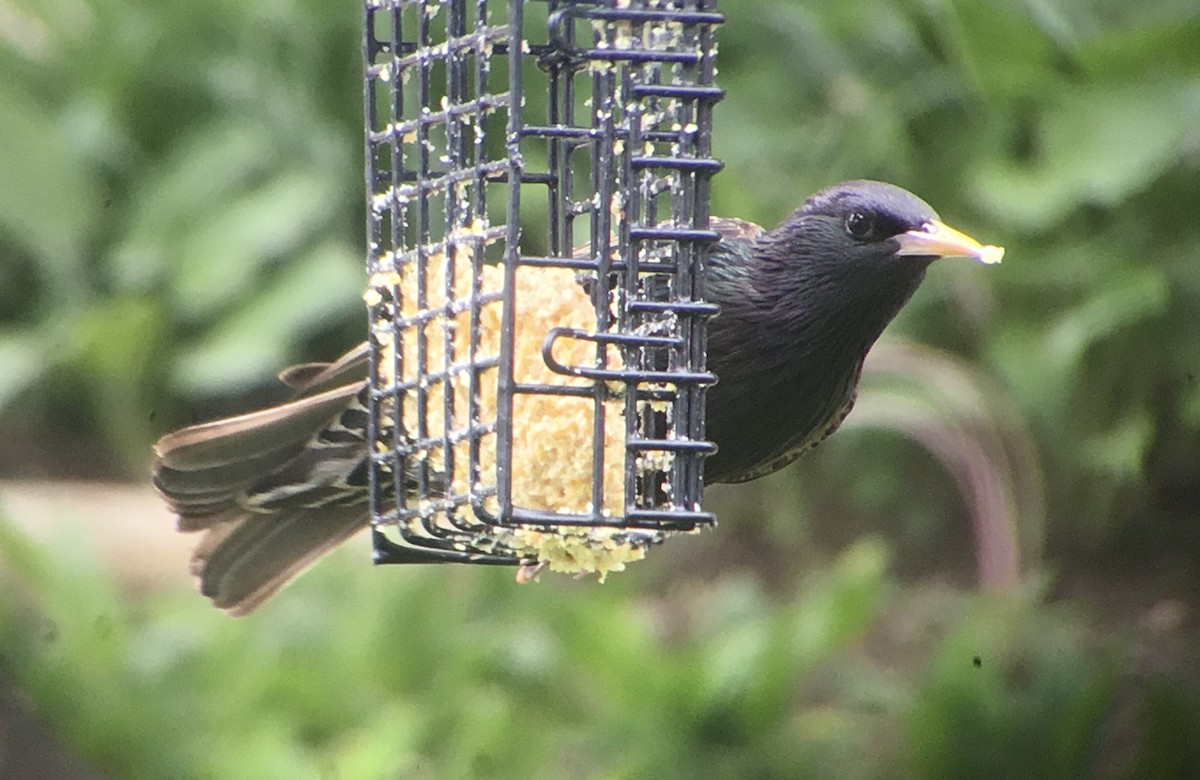 European Starling - ML339551581