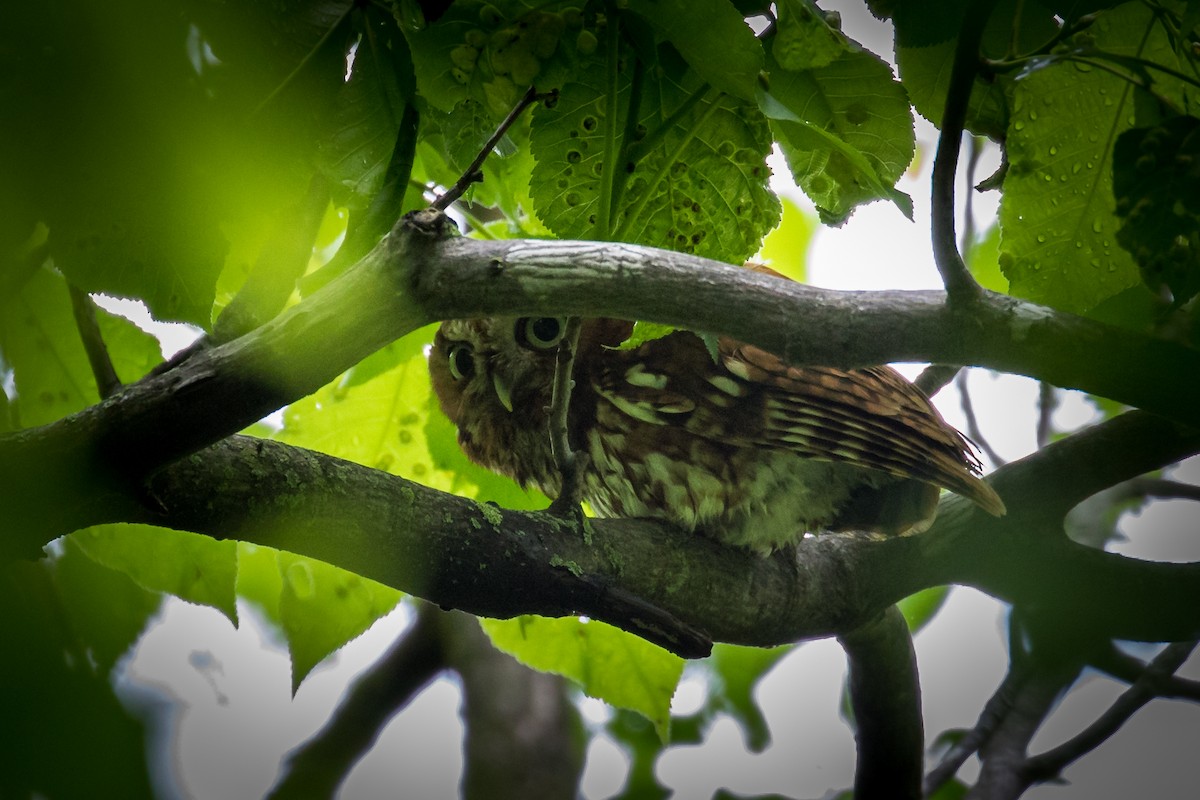 Eastern Screech-Owl - ML339552041