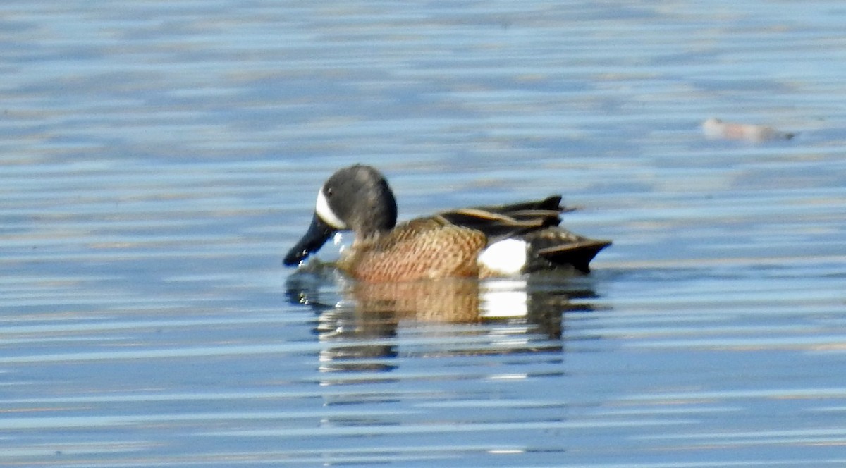 Blue-winged Teal - ML339553621