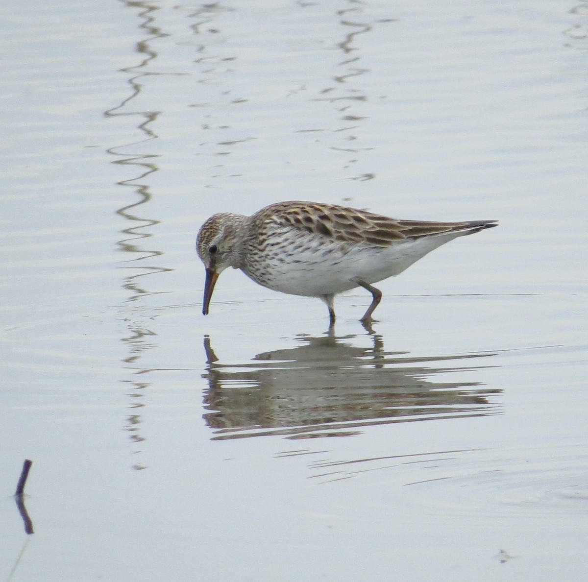 White-rumped Sandpiper - Bill Rowe