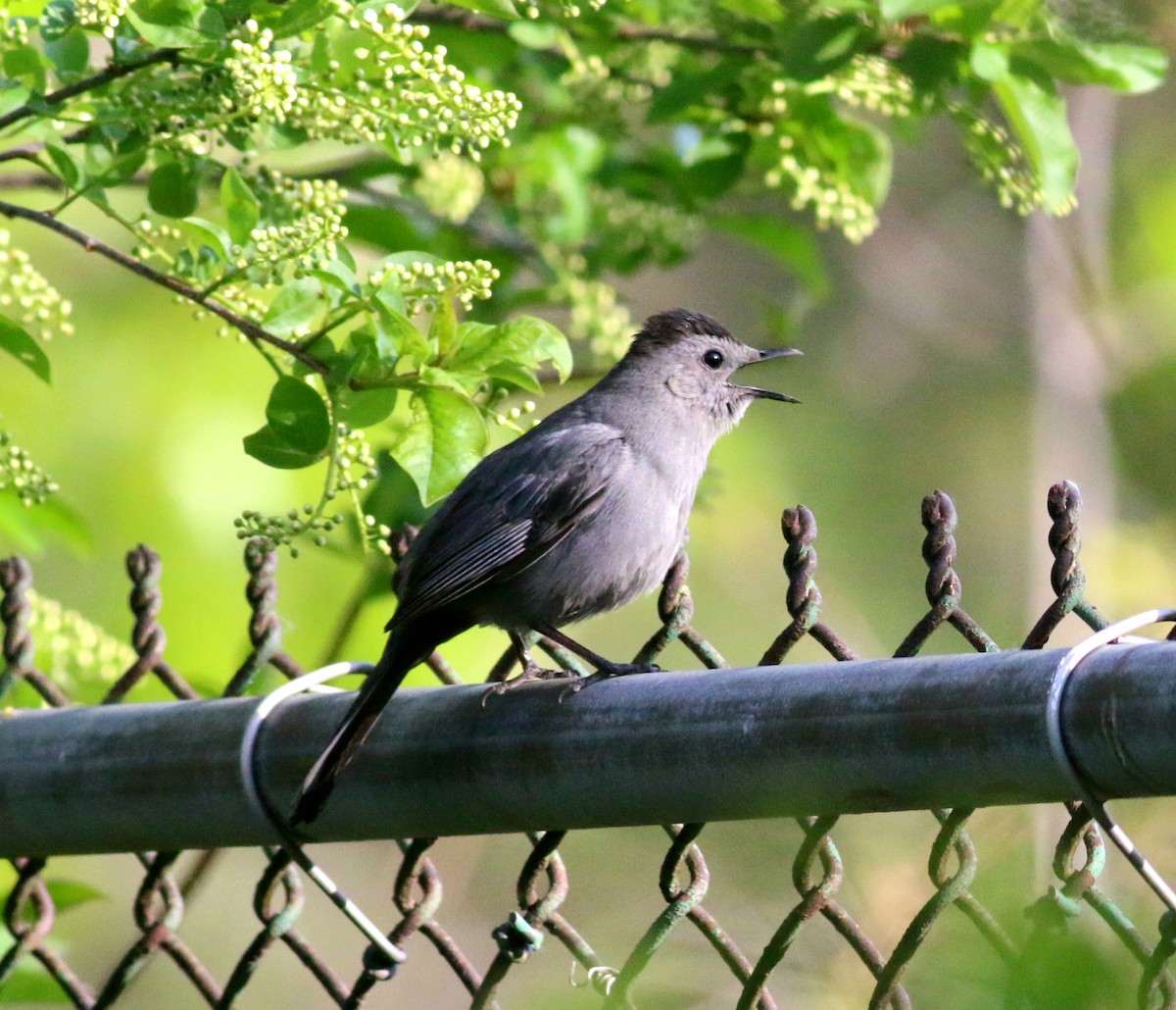 Gray Catbird - ML339554121