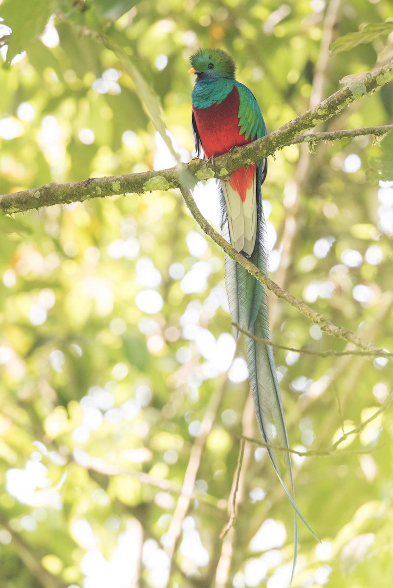 Resplendent Quetzal - ML339554431