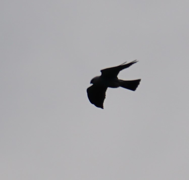 Mississippi Kite - ML339555381