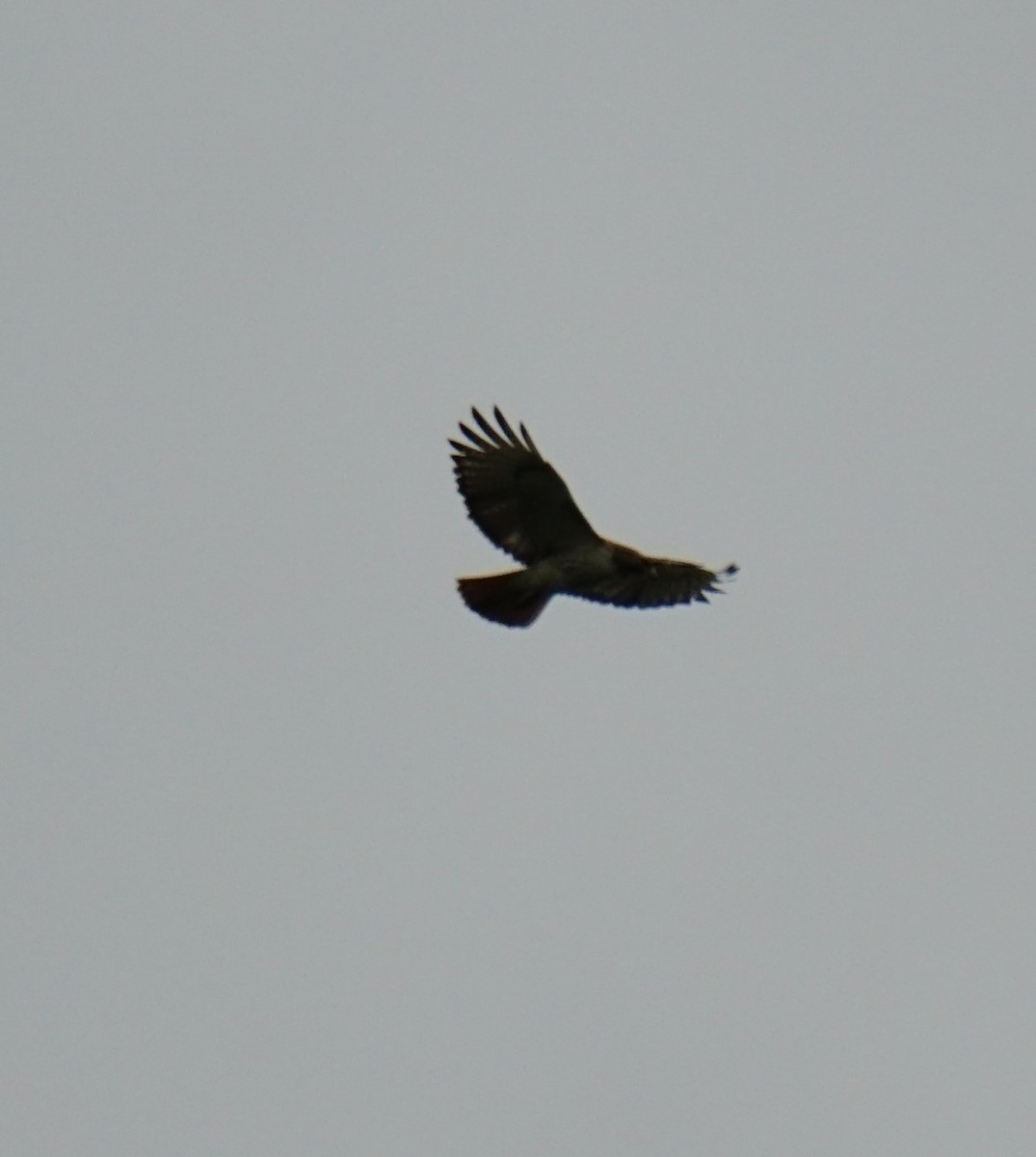 Red-tailed Hawk - ML339555481