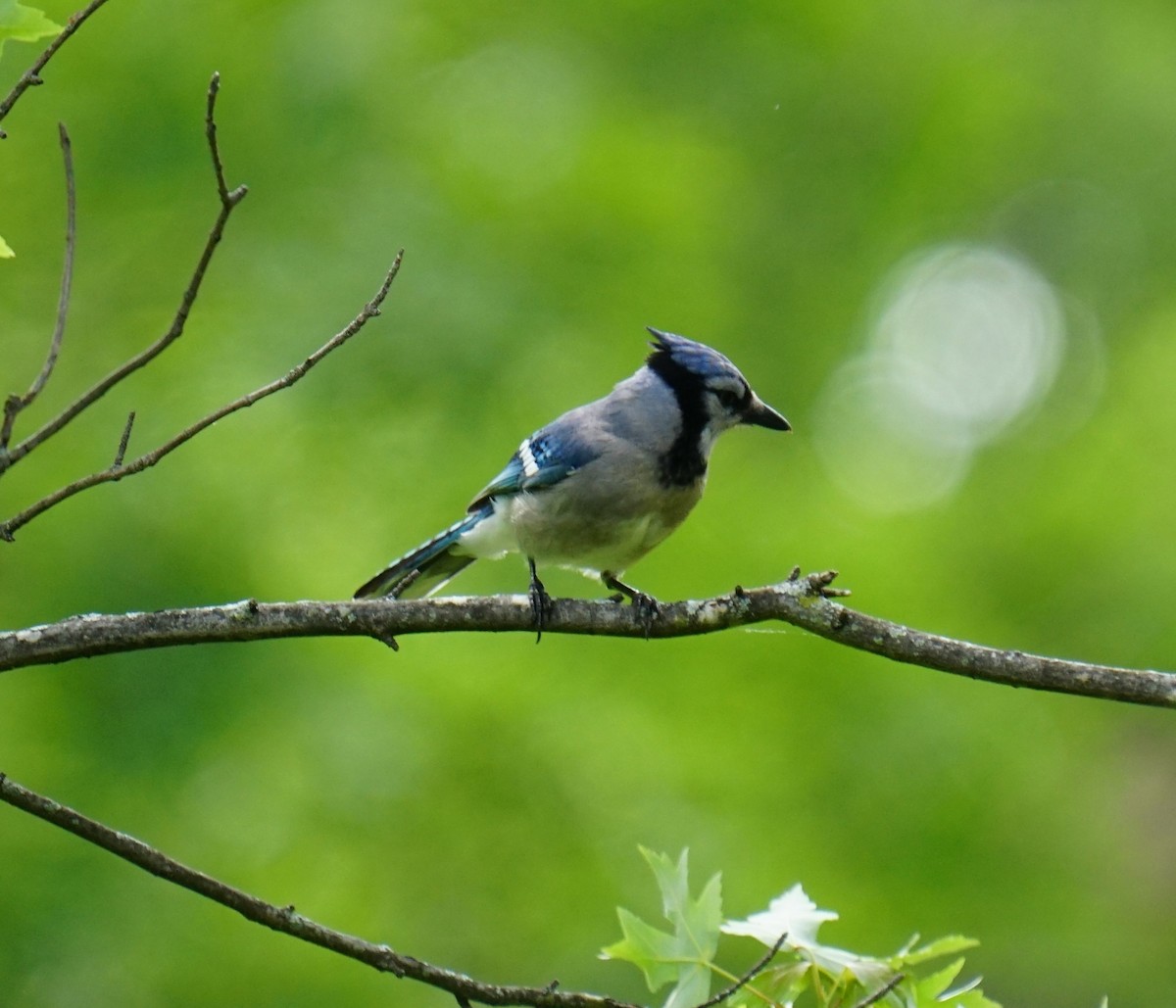 Blue Jay - ML339555641