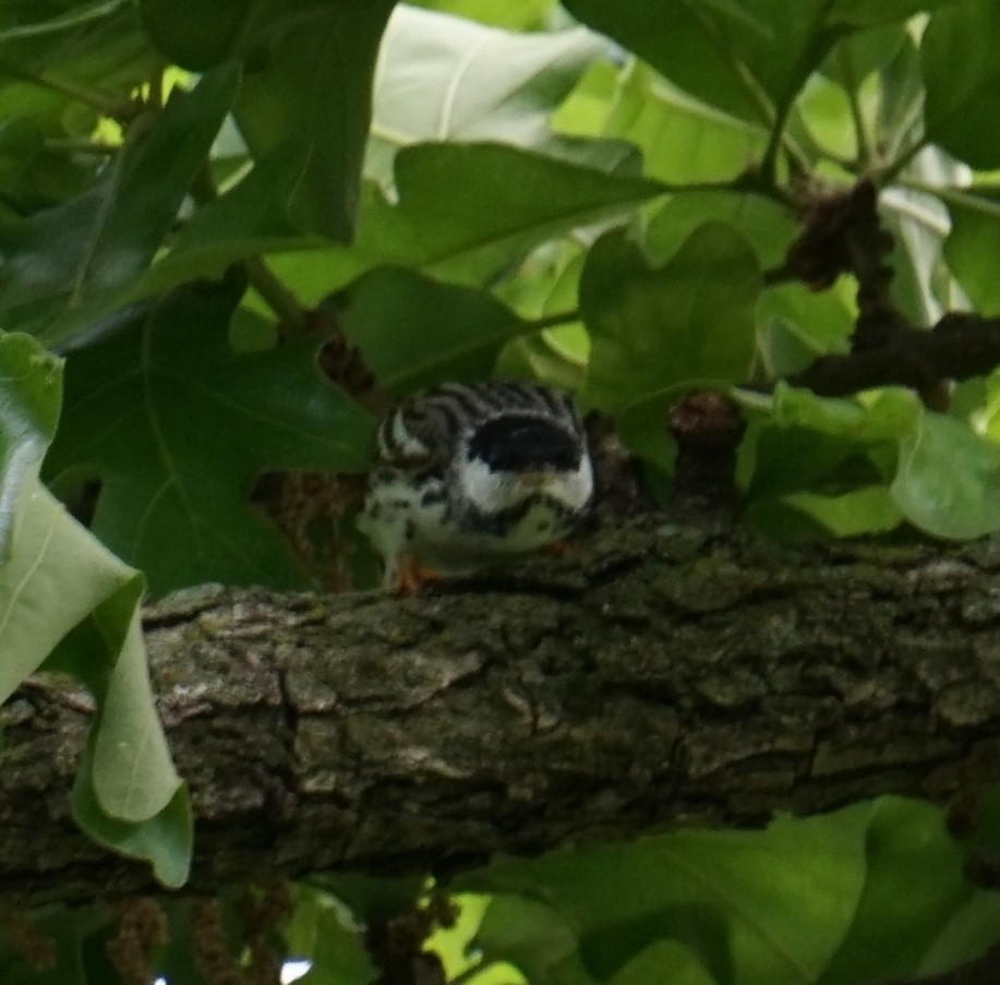 Blackpoll Warbler - ML339555871
