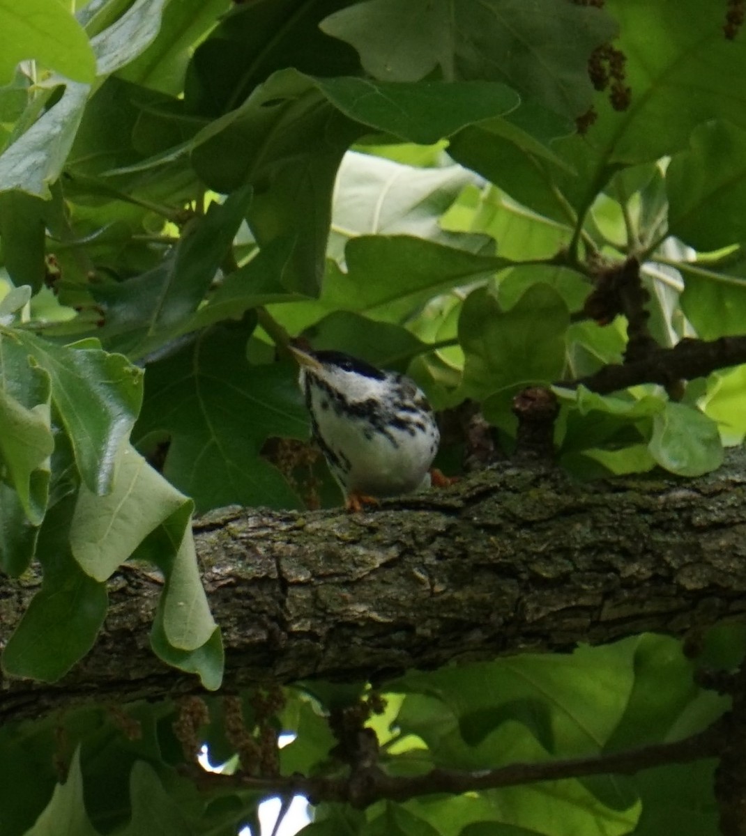 Blackpoll Warbler - ML339555881