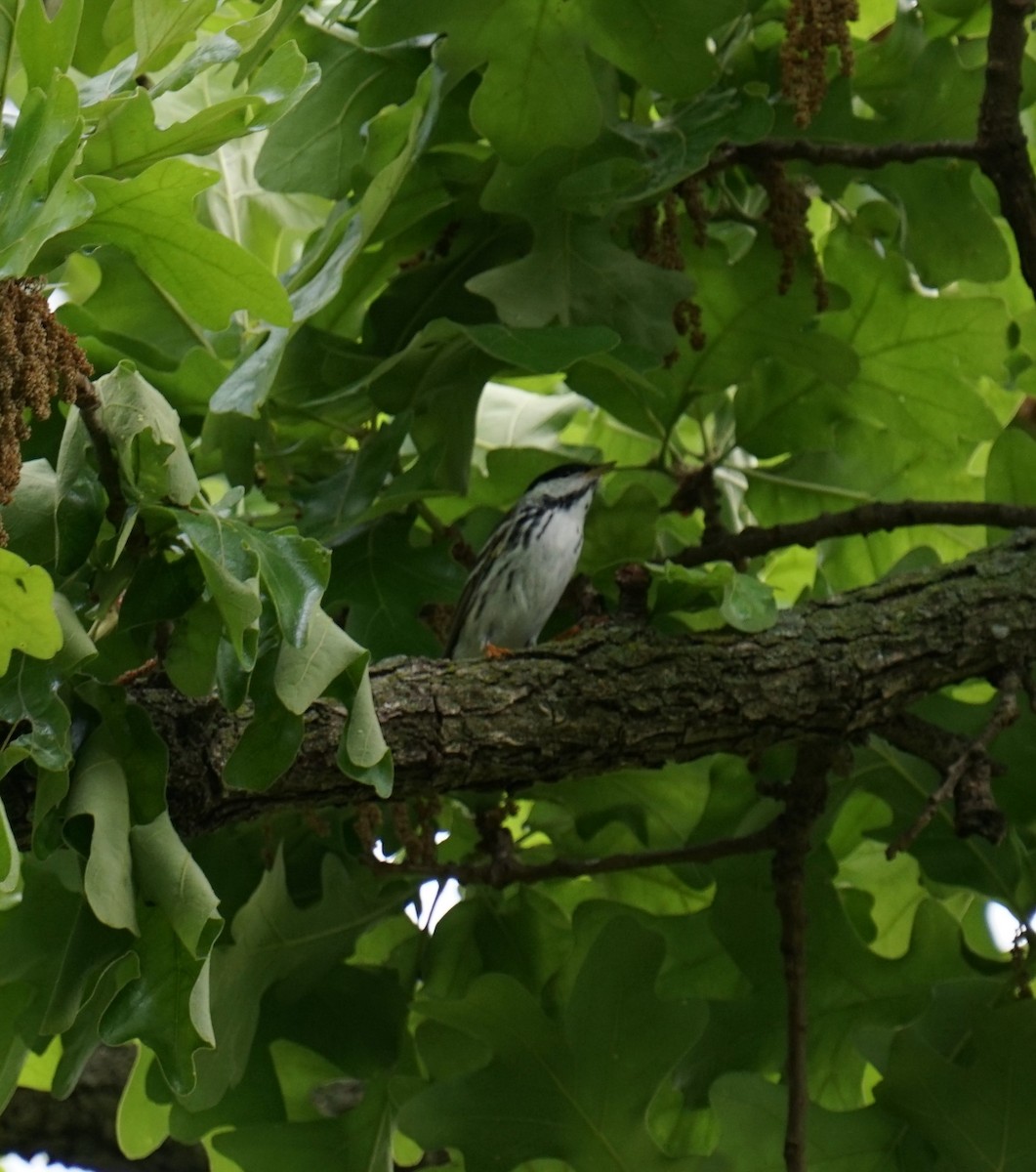 Blackpoll Warbler - ML339555911