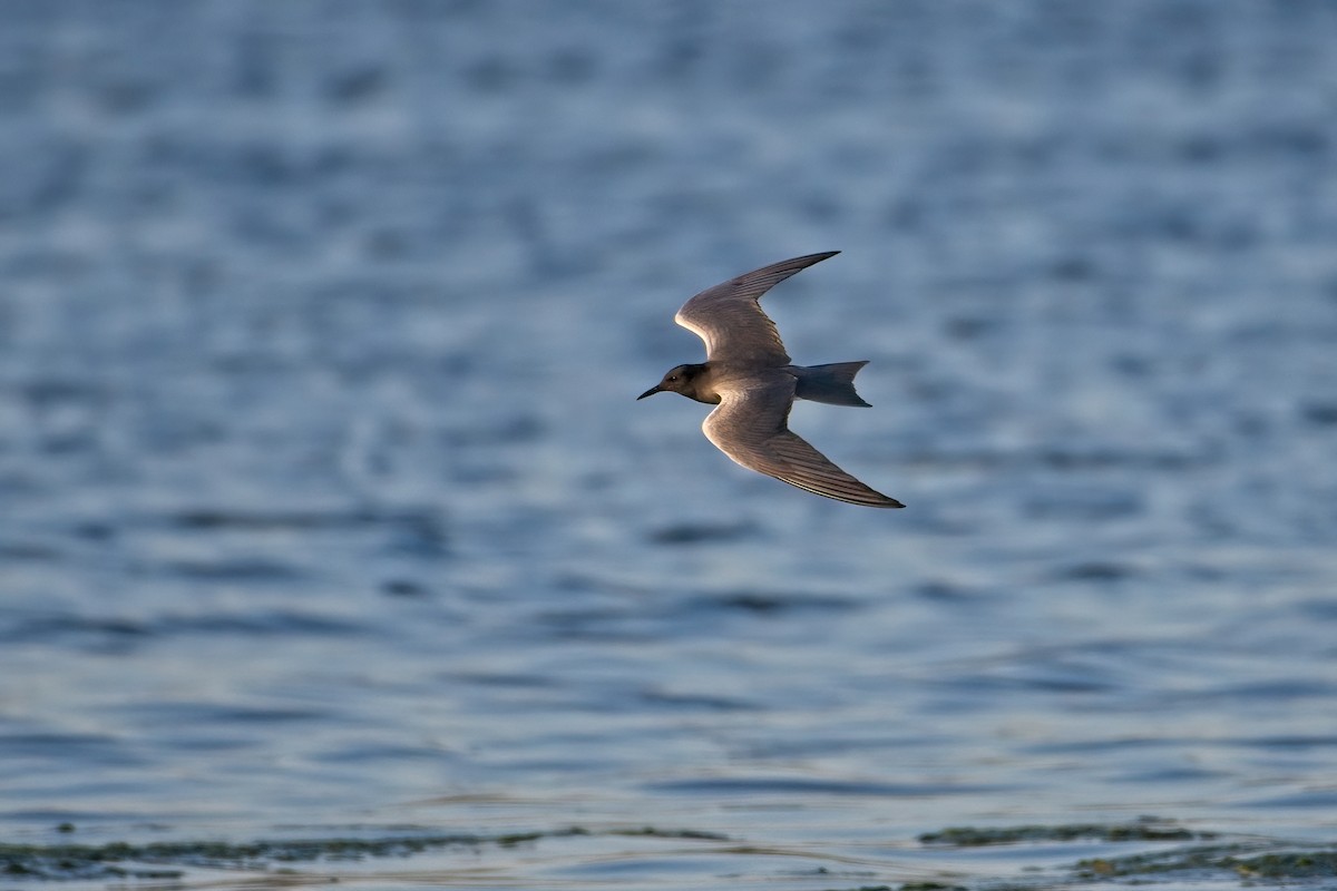 Black Tern - James Moodie