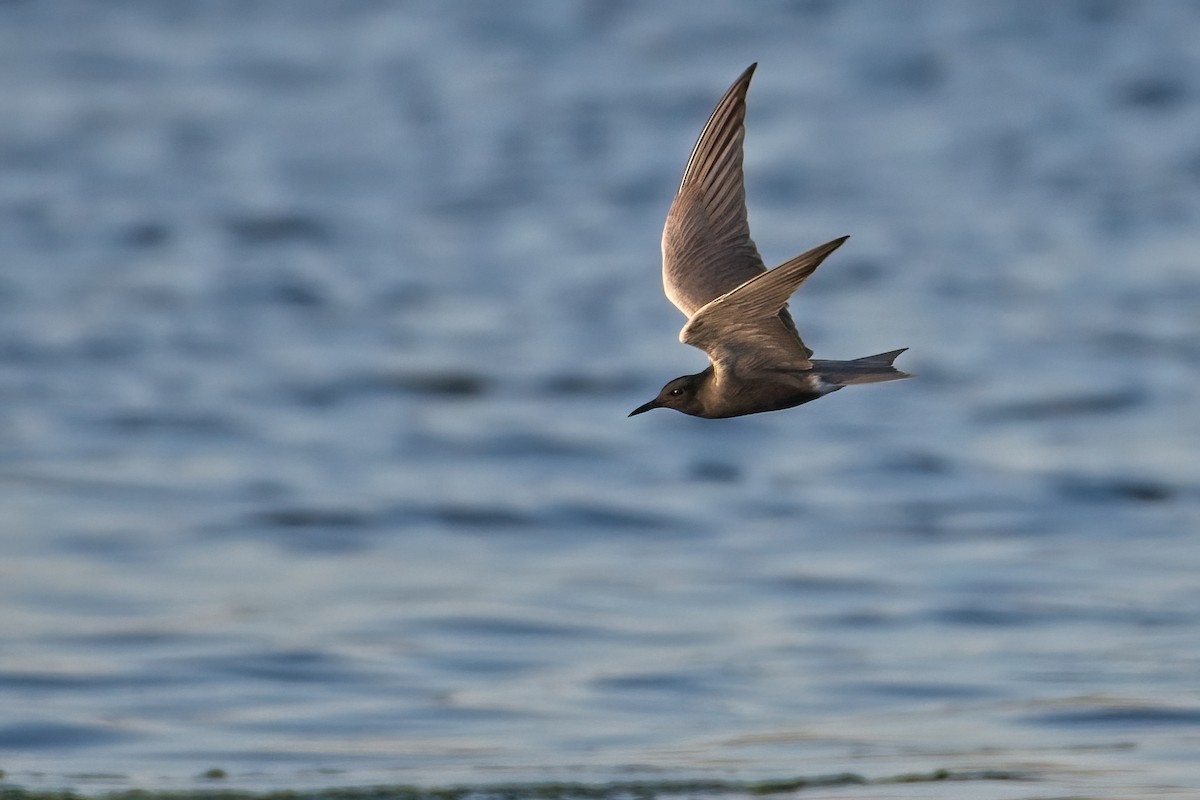 Black Tern - ML339555961