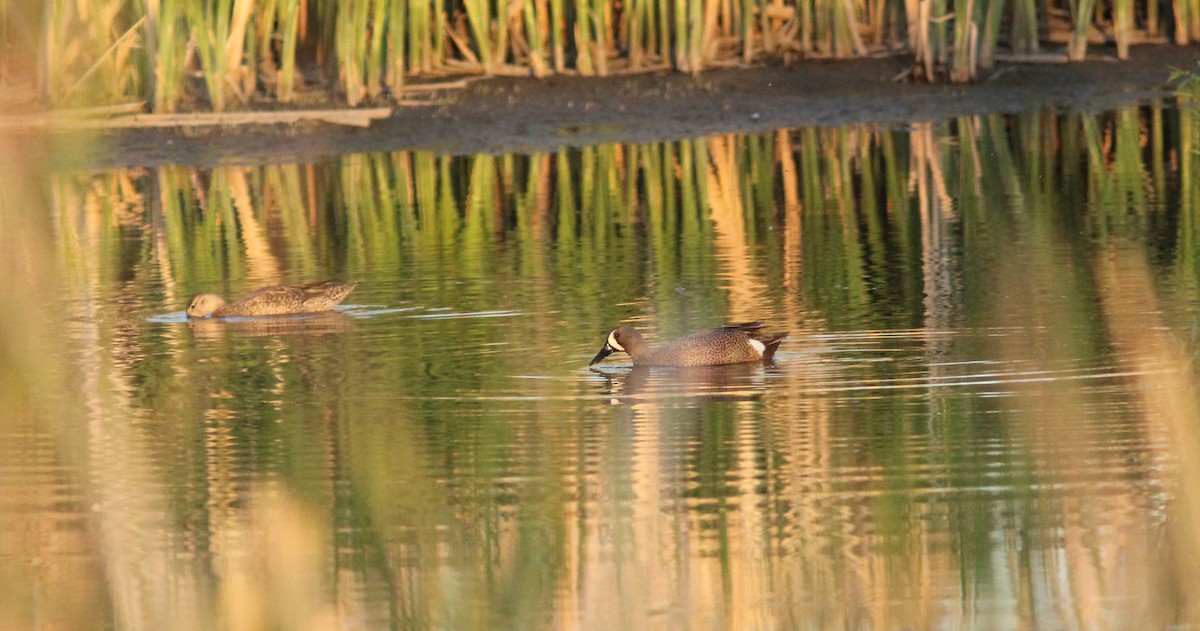 Blue-winged Teal - ML339557221