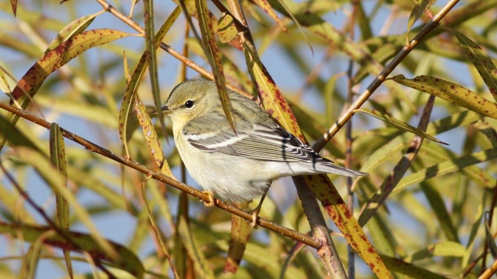 Blackpoll Warbler - ML33955921