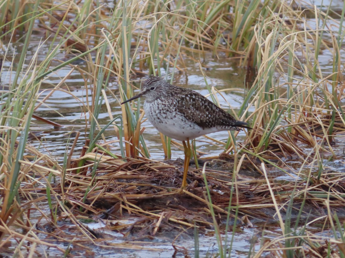 Lesser Yellowlegs - ML339560411