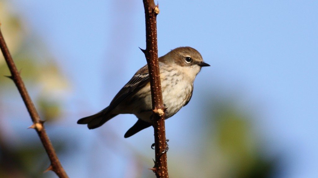 Yellow-rumped Warbler (Myrtle) - ML33956061