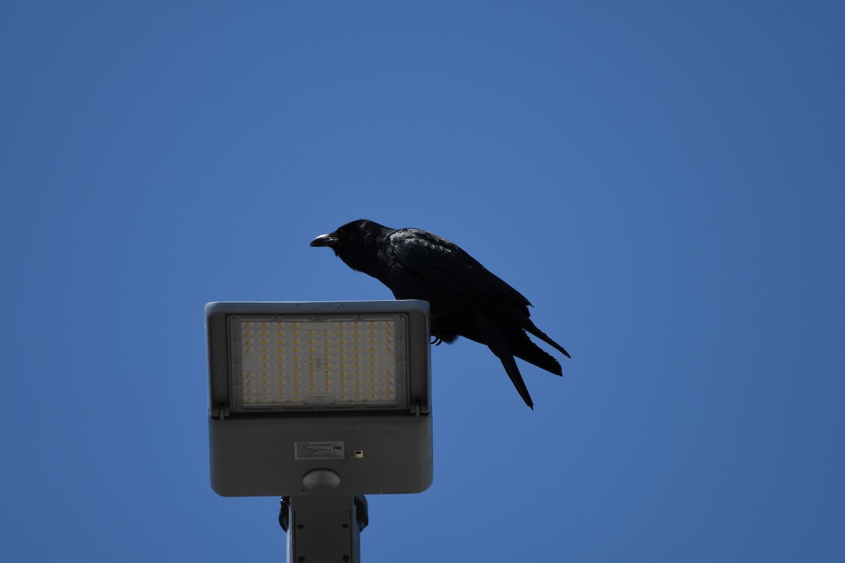 Fish Crow - ML339560671